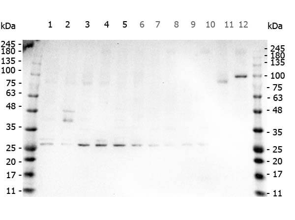 TNF-alpha Antibody