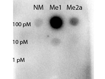 STAT5A [Methyl Arg31] Antibody