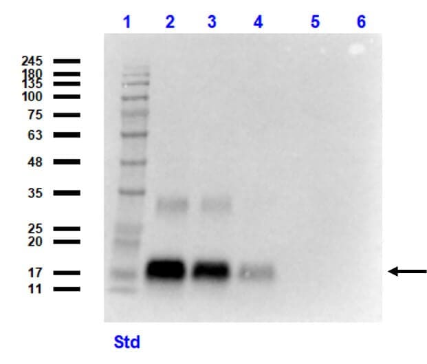 GDF-15 Antibody (6D12.H10.E4) - C-terminus