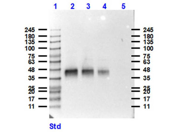 Pepsin Antibody