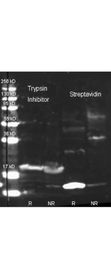 Trypsin Inhibitor Antibody [HRP]
