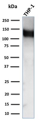 CD31/PECAM-1 Antibody (C31.3) - IHC-Prediluted Western Blot: CD31/PECAM-1 Antibody (C31.3) - IHC-Prediluted [NBP2-44334] -