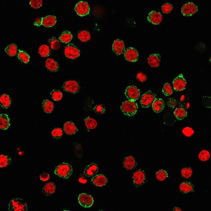 CD31/PECAM-1 Antibody (C31.3) - IHC-Prediluted Immunocytochemistry/ Immunofluorescence: CD31/PECAM-1 Antibody (C31.3) - IHC-Prediluted [NBP2-44334] -