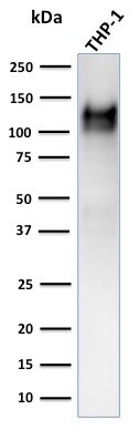CD31/PECAM-1 Antibody (C31.3 + JC/70A) - IHC-Prediluted Western Blot: CD31/PECAM-1 Antibody (C31.3 + JC/70A) - IHC-Prediluted [NBP2-44336] -