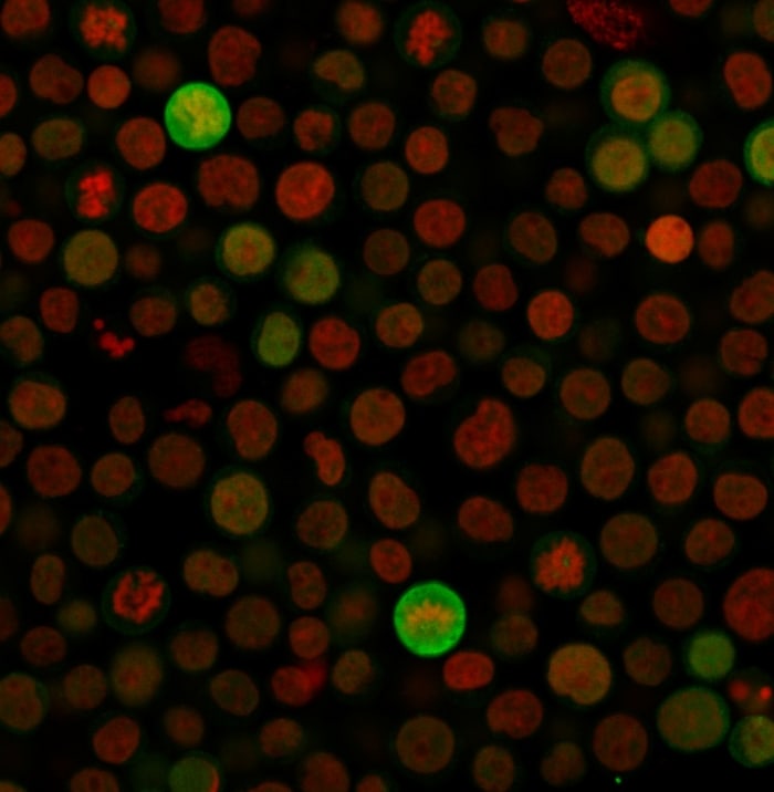 Bax Antibody (SPM336) - IHC-Prediluted Immunocytochemistry/ Immunofluorescence: Bax Antibody (SPM336) - IHC-Prediluted [NBP2-44419] -