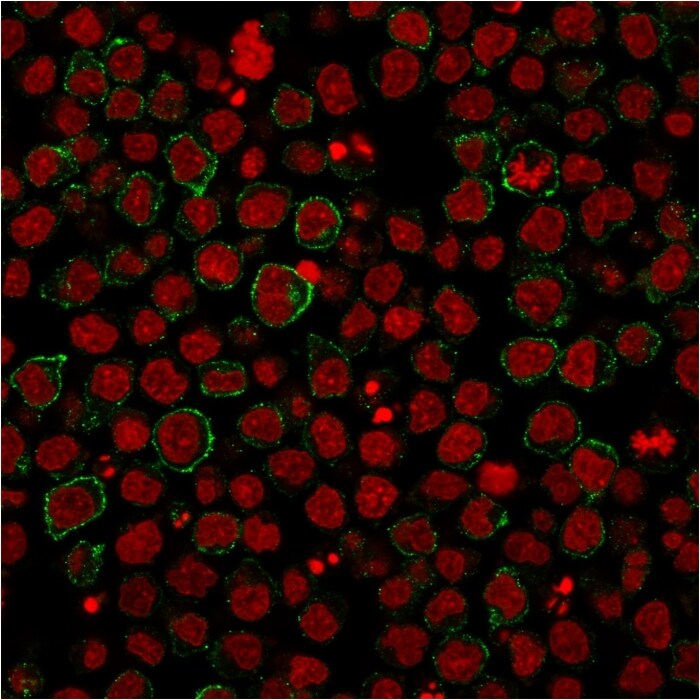 B7-2/CD86 Antibody (BU63) - IHC-Prediluted Immunocytochemistry/ Immunofluorescence: B7-2/CD86 Antibody (BU63) - IHC-Prediluted [NBP2-44513] -