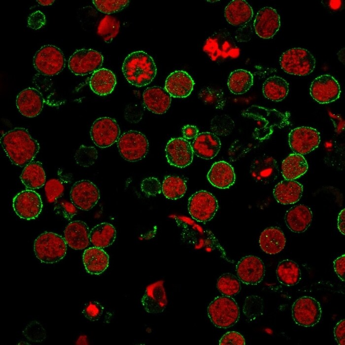 CD6 Antibody (3F7B5) - IHC-Prediluted Immunocytochemistry/ Immunofluorescence: CD6 Antibody (3F7B5) - IHC-Prediluted [NBP2-44553] -