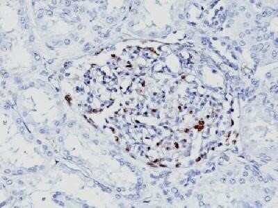 WT1 Antibody (WT1/857 + 6F-H2)