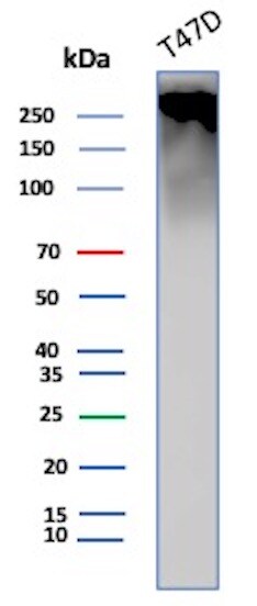 MUC1 Antibody (GP1.4) - IHC-Prediluted Western Blot: MUC1 Antibody (GP1.4) - IHC-Prediluted [NBP2-44661] -