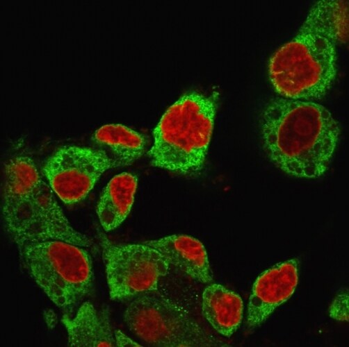 gp96/HSP90B1/GRP94 Antibody (SPM249) Immunocytochemistry/ Immunofluorescence: gp96/HSP90B1/GRP94 Antibody (SPM249) [NBP2-44690] -