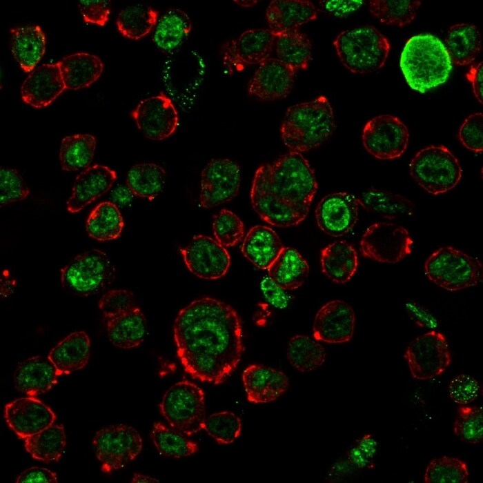 NF-H Antibody (NF421) - IHC-Prediluted Immunocytochemistry/ Immunofluorescence: NF-H Antibody (NF421) - IHC-Prediluted [NBP2-44724] -