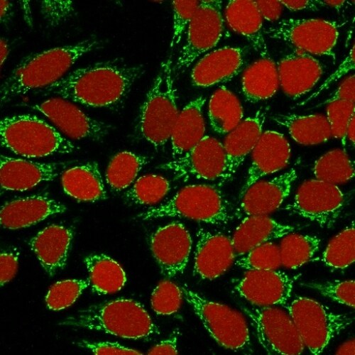HSP60 Antibody (GROEL/730) - IHC-Prediluted Immunocytochemistry/ Immunofluorescence: HSP60 Antibody (GROEL/730) - IHC-Prediluted [NBP2-44757] -