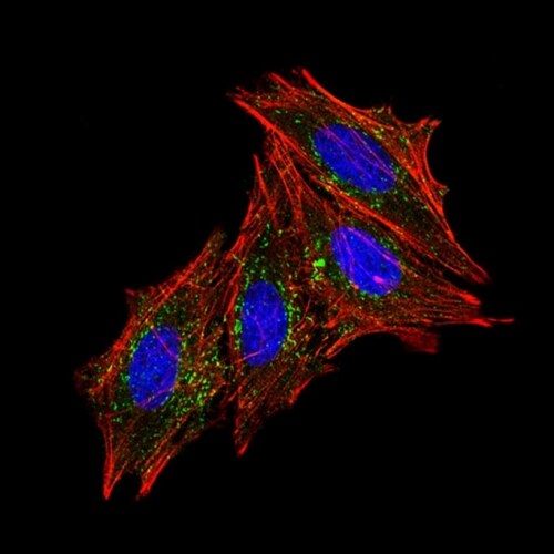 CD63 Antibody (MX-49.129.5) - IHC-Prediluted Immunocytochemistry/ Immunofluorescence: CD63 Antibody (MX-49.129.5) - IHC-Prediluted [NBP2-44808] -