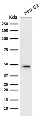 Cytokeratin 19 Antibody (A53-B/A2.26 + BA17) - IHC-Prediluted Western Blot: Cytokeratin 19 Antibody (A53-B/A2.26 + BA17) - IHC-Prediluted [NBP2-44825] -