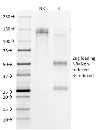 CD45RA Antibody (158-4D3) - IHC-Prediluted Immunocytochemistry/ Immunofluorescence: CD45RA Antibody (158-4D3) - IHC-Prediluted [NBP2-44851] -