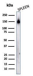 CD45RA Antibody (158-4D3) - IHC-Prediluted Western Blot: CD45RA Antibody (158-4D3) - IHC-Prediluted [NBP2-44851] -