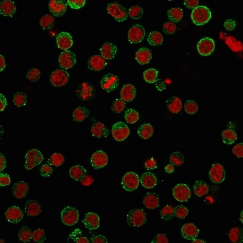 CD45RA Antibody (SPM568) - IHC-Prediluted Immunocytochemistry/ Immunofluorescence: CD45RA Antibody (SPM568) - IHC-Prediluted [NBP2-44852] -