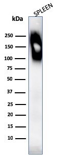CD45RB Antibody (SPM569) - IHC-Prediluted Western Blot: CD45RB Antibody (SPM569) - IHC-Prediluted [NBP2-44856] -