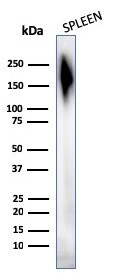 CD45 Antibody (2B11 + PD7/26) - IHC-Prediluted Western Blot: CD45 Antibody (2B11 + PD7/26) - IHC-Prediluted [NBP2-44857] -