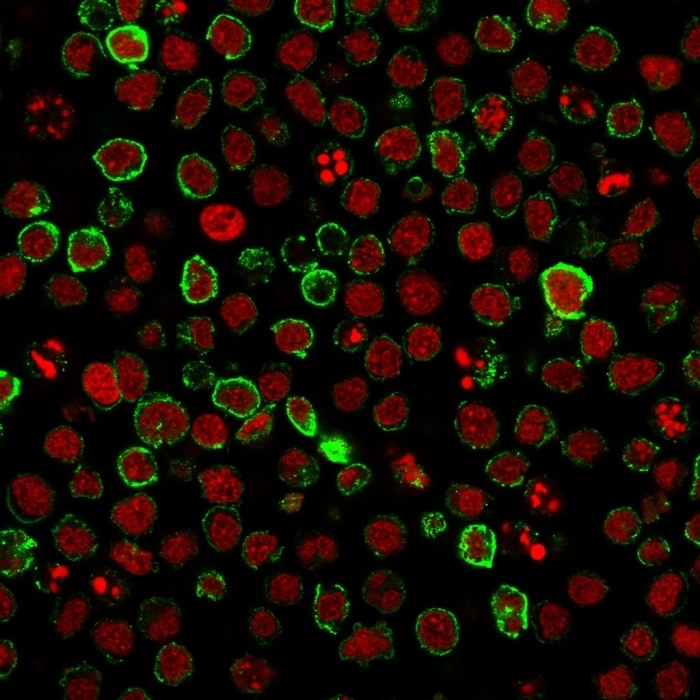 Neprilysin/CD10 Antibody (FR4D11) Immunocytochemistry/ Immunofluorescence: Neprilysin/CD10 Antibody (FR4D11) [NBP2-44868] -