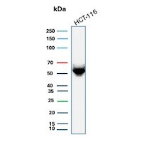 Cytokeratin 8 Antibody (H1) - IHC-Prediluted Western Blot: Cytokeratin 8 Antibody (H1) - IHC-Prediluted [NBP2-44932] -