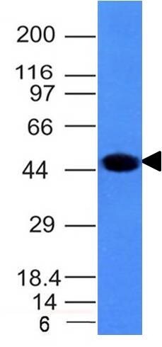 Cytokeratin 8 Antibody (H1) - IHC-Prediluted Western Blot: Cytokeratin 8 Antibody (H1) - IHC-Prediluted [NBP2-44932] -