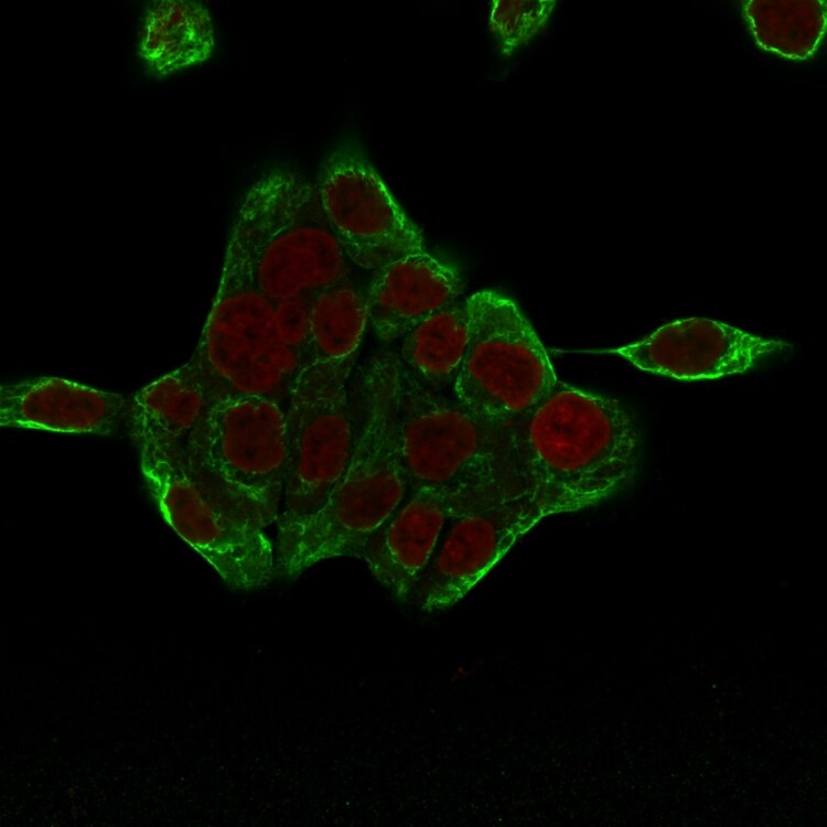 Cytokeratin 8 Antibody (H1+TS1) - IHC-Prediluted Immunocytochemistry/ Immunofluorescence: Cytokeratin 8 Antibody (H1+TS1) - IHC-Prediluted [NBP2-44937] -