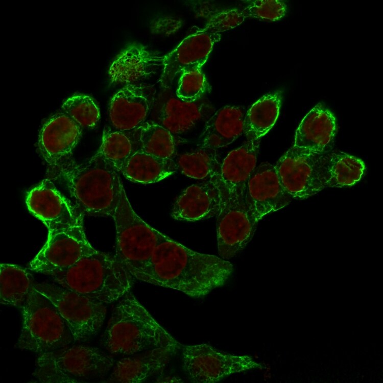 Cytokeratin 8 Antibody (K8.8) - IHC-Prediluted Immunocytochemistry/ Immunofluorescence: Cytokeratin 8 Antibody (K8.8) - IHC-Prediluted [NBP2-44939] -