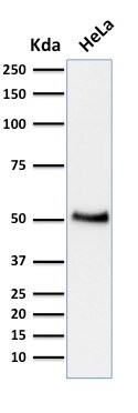 p53 Antibody (BP53-12) - IHC-Prediluted Western Blot: p53 Antibody (BP53-12) - IHC-Prediluted [NBP2-44976] -
