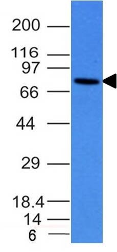 IgM Antibody (IM260) - IHC-Prediluted Western Blot: IgM Antibody (IM260) - IHC-Prediluted [NBP2-45057] -