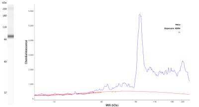 c-Myc Antibody (9E10.3)