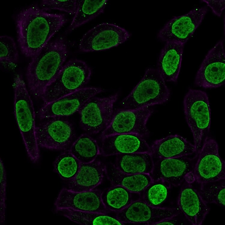 H1F0 Antibody (SPM256) Immunocytochemistry/ Immunofluorescence: H1F0 Antibody (SPM256) [NBP2-45183] -