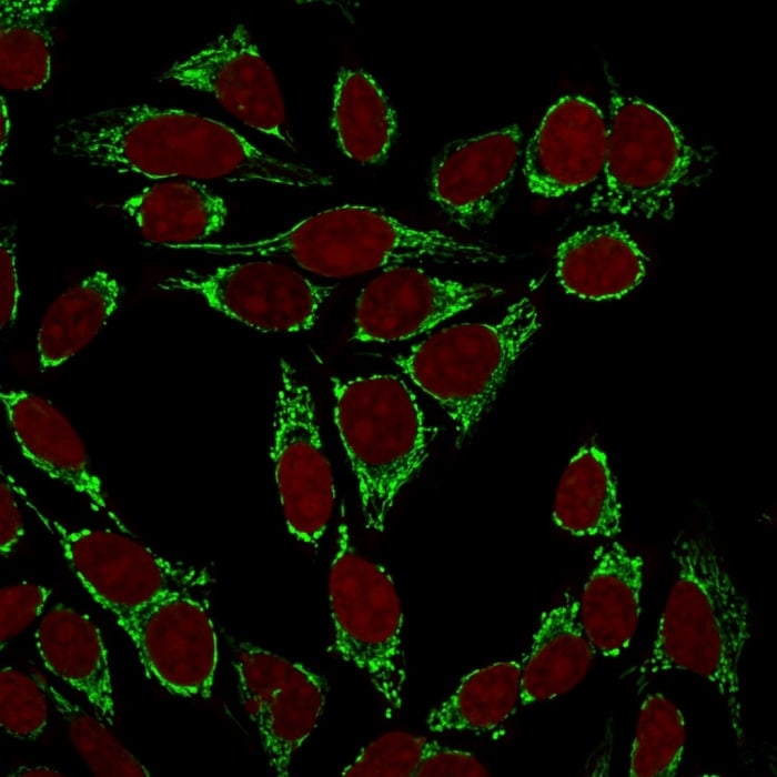 Mitochondria Antibody (113-1) - IHC-Prediluted Immunocytochemistry/ Immunofluorescence: Mitochondria Antibody (113-1) - IHC-Prediluted [NBP2-45195] -