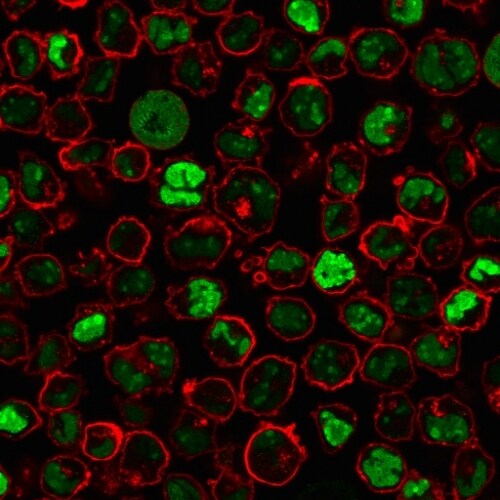 Nucleoli Marker Antibody (NM95) - IHC-Prediluted Immunocytochemistry/ Immunofluorescence: Nucleoli Marker Antibody (NM95) - IHC-Prediluted [NBP2-45215] -