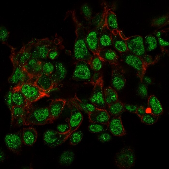 SUMO2/3 Antibody (SPM572) - IHC-Prediluted Immunocytochemistry/ Immunofluorescence: SUMO2/3 Antibody (SPM572) - IHC-Prediluted [NBP2-45336] -
