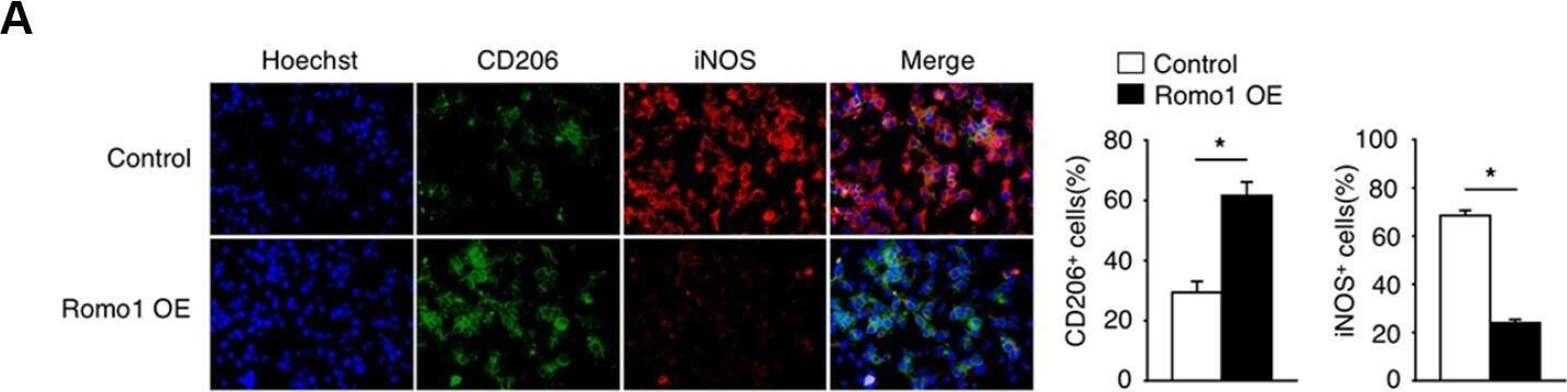 ROMO1 Antibody (OTI2C12)