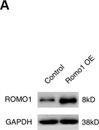 ROMO1 Antibody (OTI2C12)