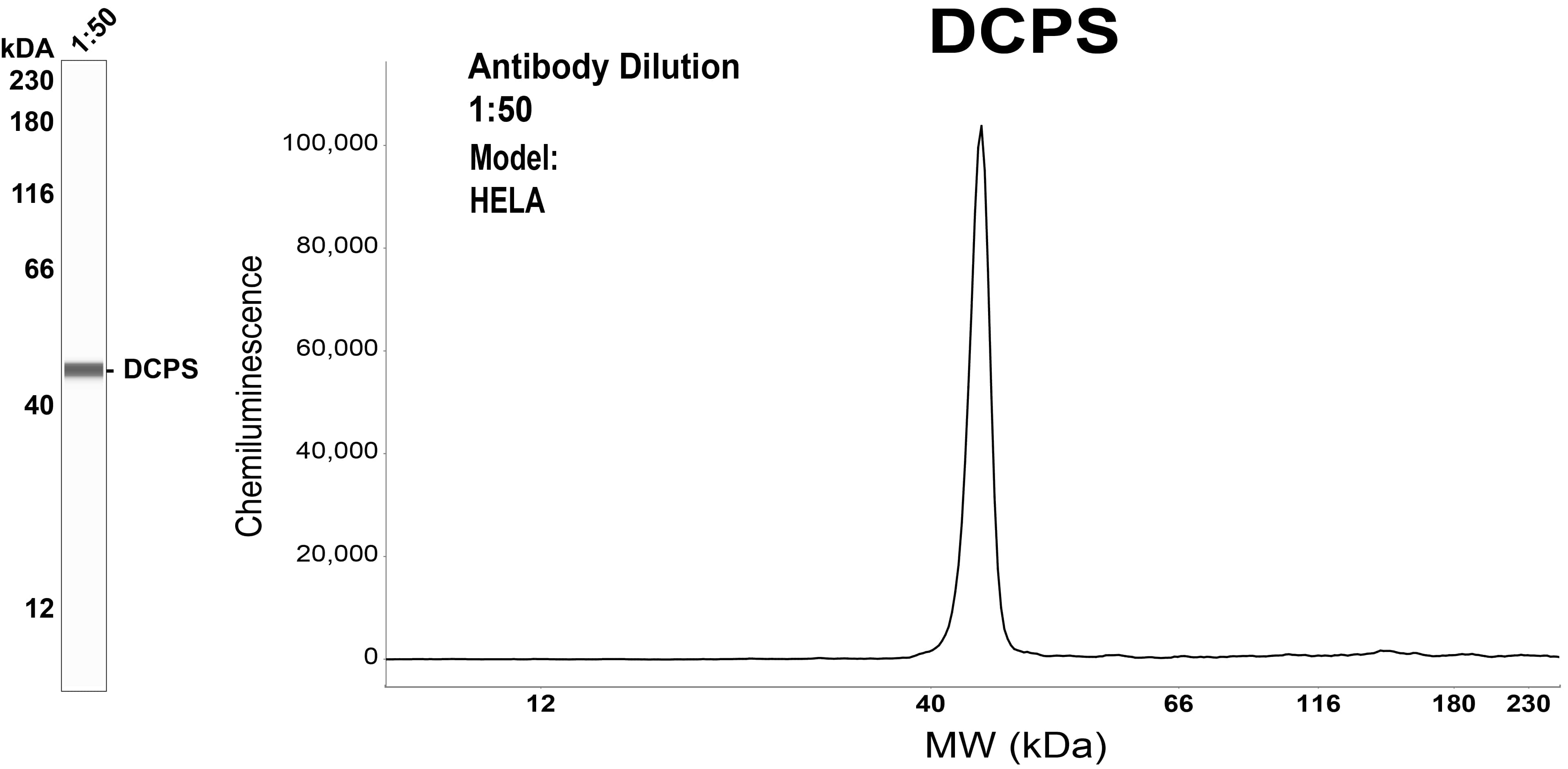 DCPS Antibody (OTI4H8)
