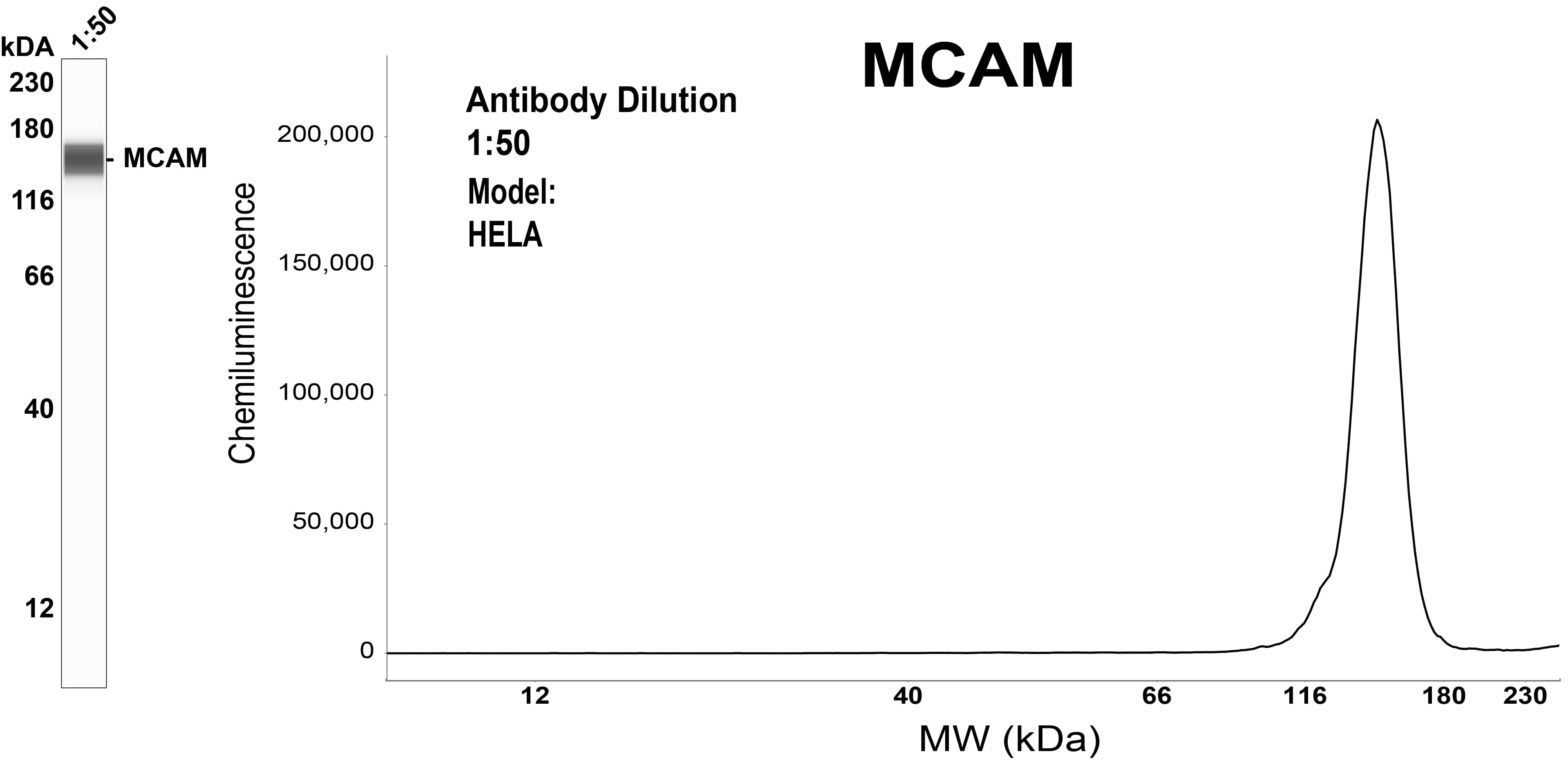 MCAM/CD146 Antibody (OTI5C4)