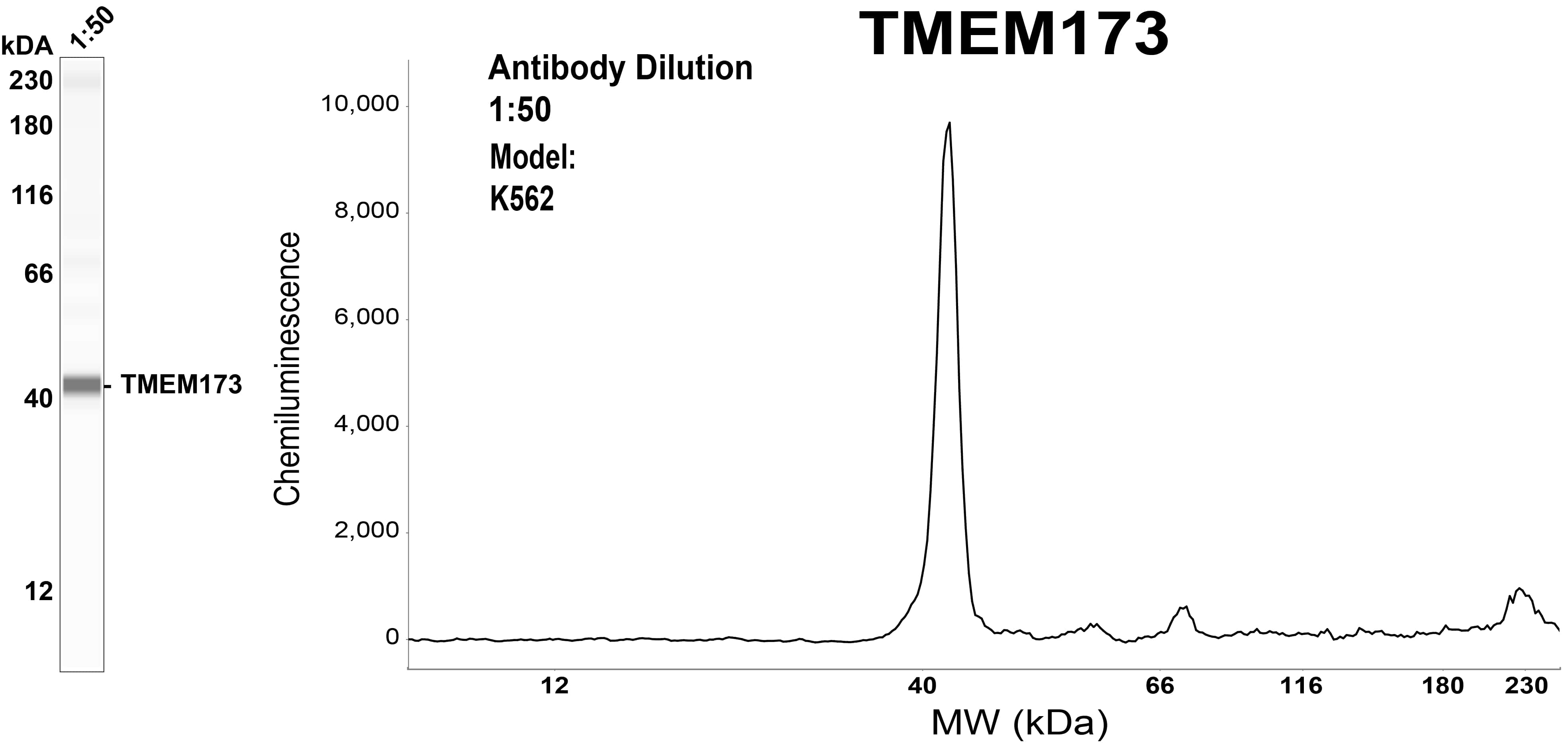 STING/TMEM173 Antibody (OTI4H1)