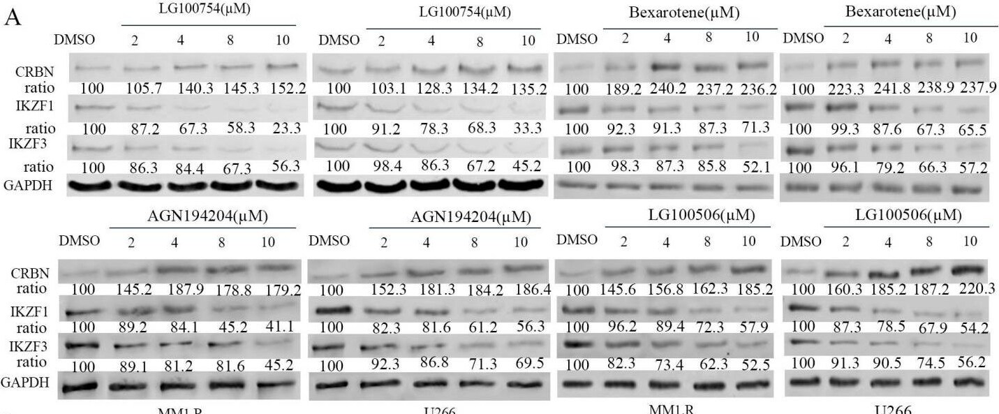 Aiolos/IKZF3 Antibody (OTI7E11)