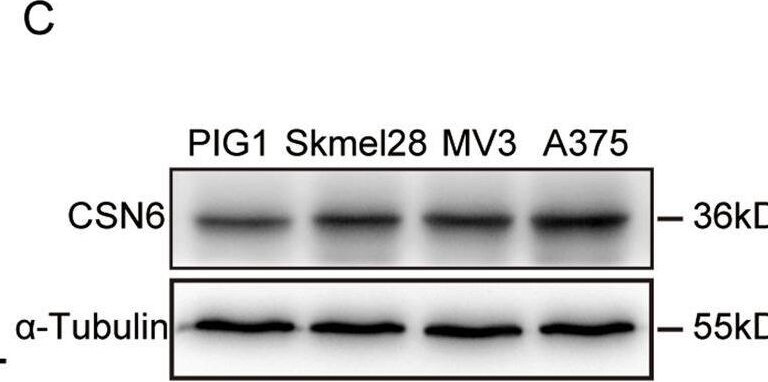COPS6 Antibody (OTI4E7)