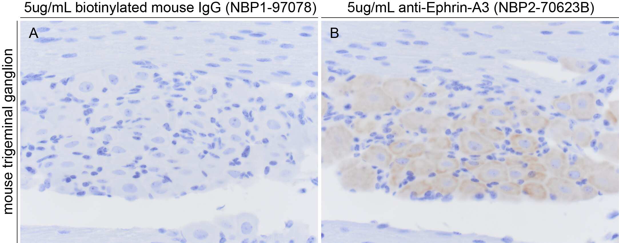 Ephrin-A3 Antibody (OTI4A4)