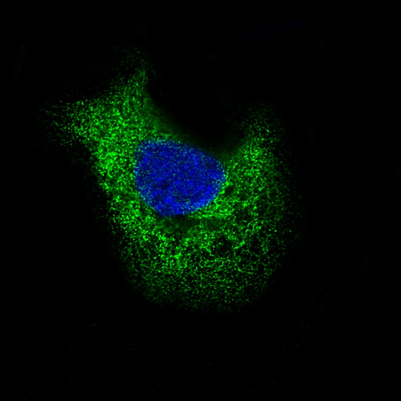 Laminin beta 3 Antibody (CL3353) - BSA Free Immunocytochemistry/ Immunofluorescence: Laminin beta 3 Antibody (CL3353) [NBP2-46622]