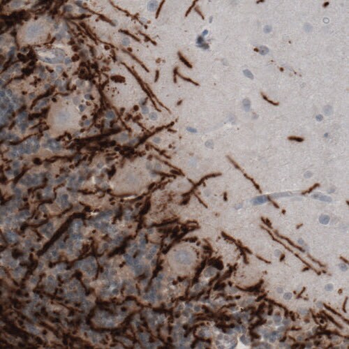 MBP Antibody (CL2819) - BSA Free Immunohistochemistry-Paraffin: MBP Antibody (CL2819) [NBP2-46630]