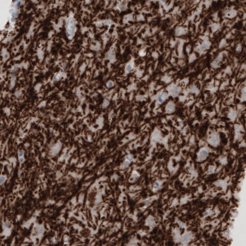 MBP Antibody (CL2819) - BSA Free Immunohistochemistry-Paraffin: MBP Antibody (CL2819) [NBP2-46630]