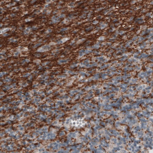 MOG Antibody (CL2852) - BSA Free Immunohistochemistry: MOG Antibody (CL2852) [NBP3-52462]