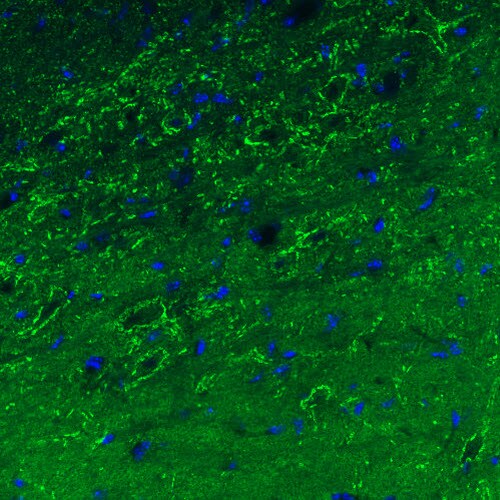 GAD1/GAD67 Antibody (CL2911) - BSA Free Immunohistochemistry-Paraffin: GAD1/GAD67 Antibody (CL2911) [NBP2-46637]