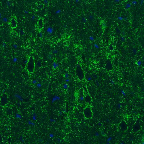 GAD1/GAD67 Antibody (CL2911) - BSA Free Immunohistochemistry-Paraffin: GAD1/GAD67 Antibody (CL2911) [NBP2-46637]
