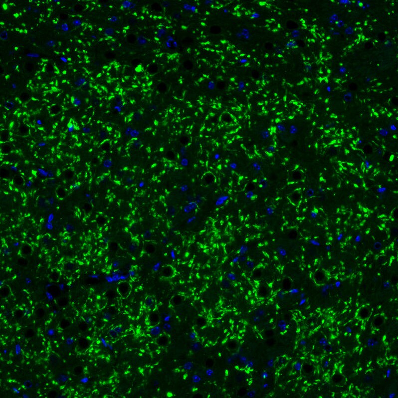 VGLUT2 Antibody (CL2921) - BSA Free Immunohistochemistry: VGLUT2 Antibody (CL2921) [NBP3-52463]